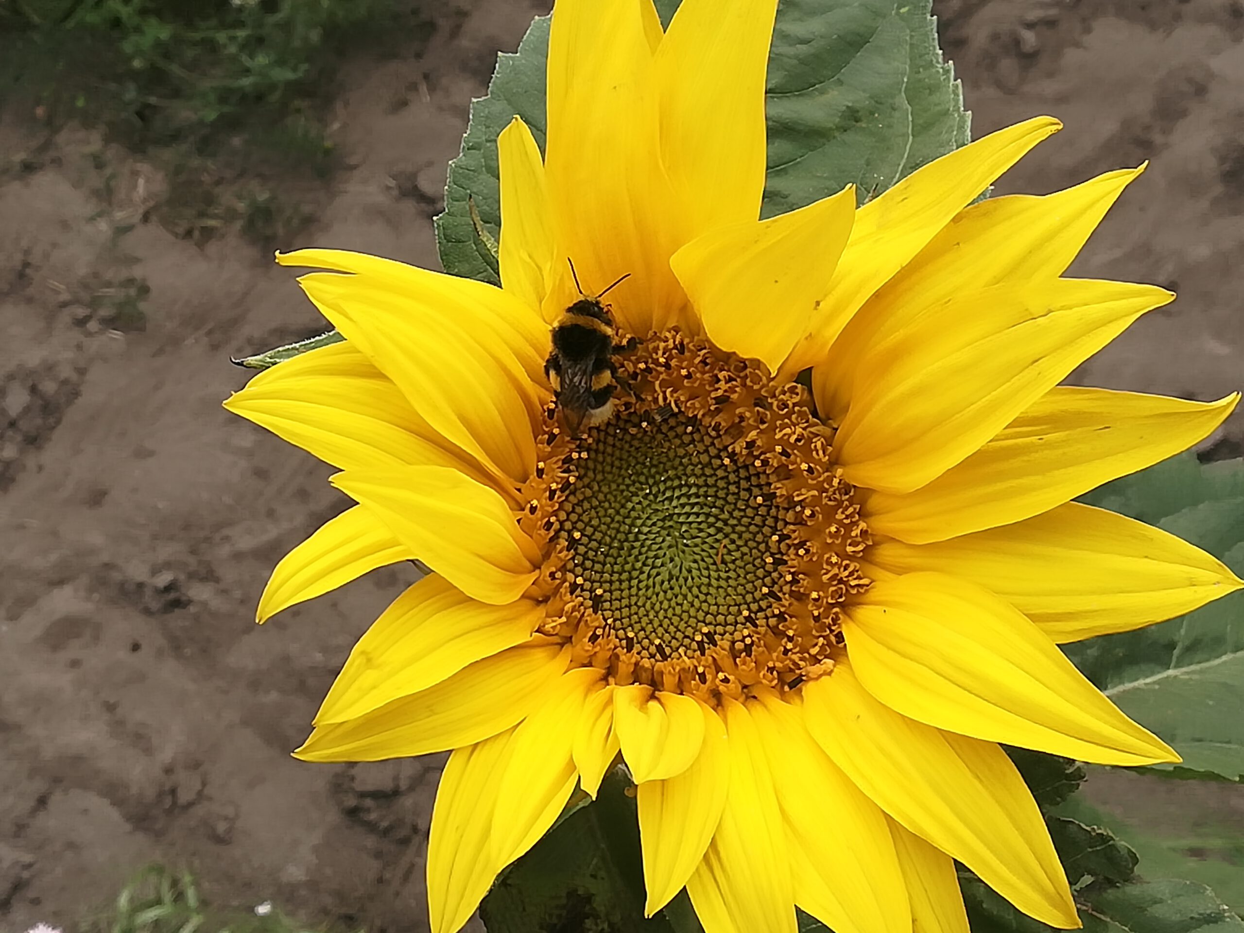 Hummel in Sonnenblume